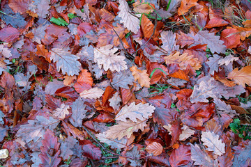 autumn wet leaves