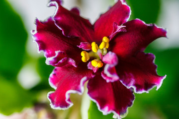 Fototapeta premium Flowering Saintpaulias, commonly known as African violet. Macro. Brightly ruby, velvet flowers.