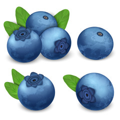Bilberry icon set. Realistic set of bilberry vector icons for web design isolated on white background