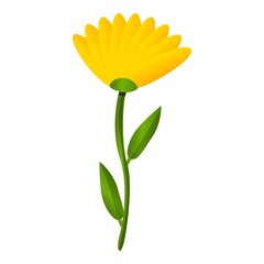 Calendula flower icon. Cartoon of calendula flower vector icon for web design isolated on white background - obrazy, fototapety, plakaty