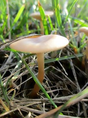 Gros plan vertical d'un champignon isolé poussant dans l'herbe