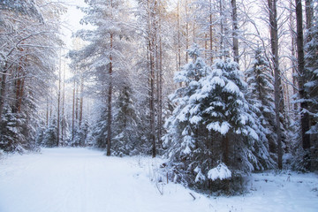 Winter morning landscape