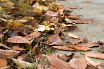 Tree Autumn Leaves Falling
