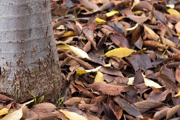 Tree Autumn Leaves Falling