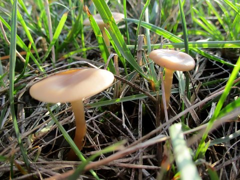 Gros plan de deux petits champignons beiges genre marasmius poussant dans l'herbe
