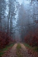 Naklejka premium autumn forest road in the fog