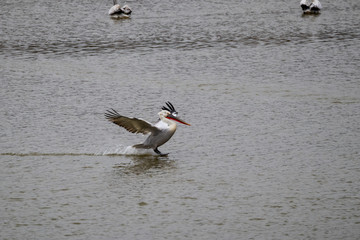 Pelican landing safely on the water