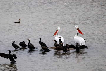 Taking a rest from the flight