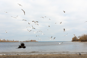 Seagulls are flying above the sea. Sea birds. Seascape.