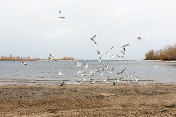 Obraz premium Seagulls are flying above the sea. Sea birds. Seascape.