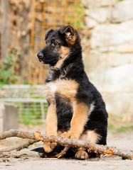 German Shepherd puppy outdoors