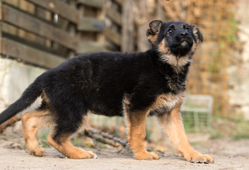 German Shepherd puppy outdoors