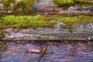 wet logs in the moss