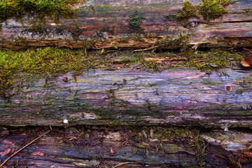 wet logs in the moss