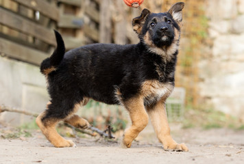 German Shepherd puppy outdoors