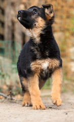 German Shepherd puppy outdoors
