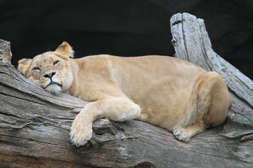 Löwin entspannt