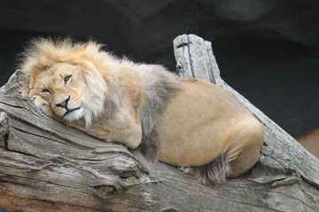 Löwe entspannt
