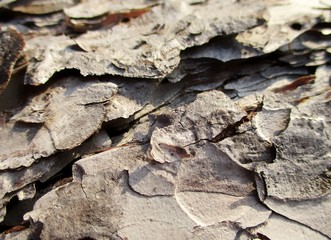 Plan très rapproché de l'écorce grise d'un vieil arbre mort, réalisant un fond de texture rustique en plaques superposées. 