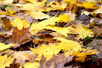 Gelbe und braune Herbstblätter liegen am Boden