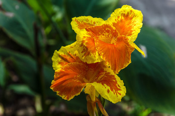Close up of a Yellow Canna Lily Flowers in a tropical garden.