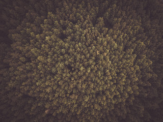 Moody Green trees in a forest 