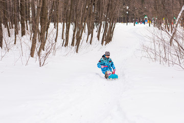 Fototapeta premium Jack Russell Terrier. Dog playing in winter park. Pet concept.