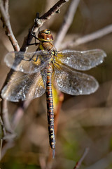 Migrant Hawker dragonfly (Aeshna mixta), peched and basking, Croft Pascoe Pool, Cornwall, England, UK.