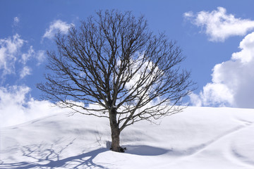 Fototapeta na wymiar Freestanding tree on winter field and blue sky