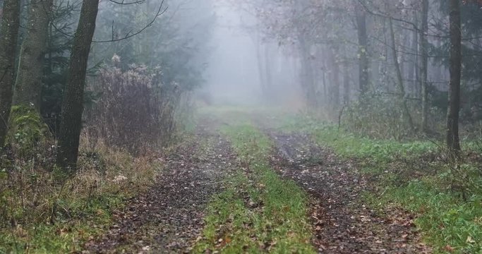 Waldweg im Nebel mit Tiefenwirkung 4k DCI 50p