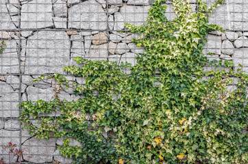 Gabion retaining wall - grey stones in gabion baskets kept by retaining wall wire mesh overgrown with ivy