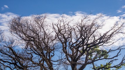 tree and blue sky