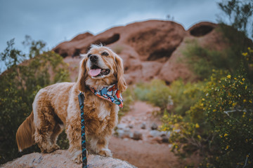 Golden spaniel mix dog hiking on rocks