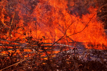 Fire in the forest. The forest is burning.