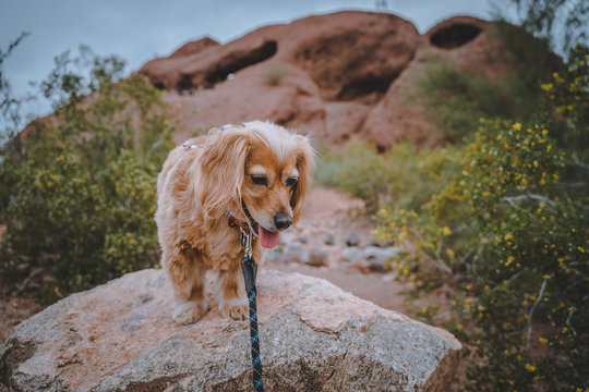 Golden Spaniel Mix Dog Hiking On Rocks