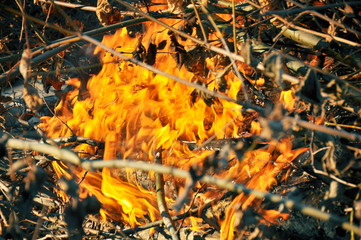 Branches, flames and coals. Close-up.