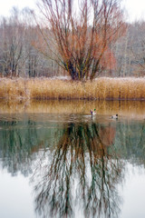 Ducks in the autumn river
