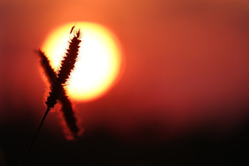 bug on a plant in the sun