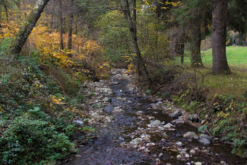 Forest Creek in Autumn