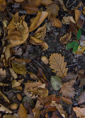 Fallen Dead Dry Autumn Leaves