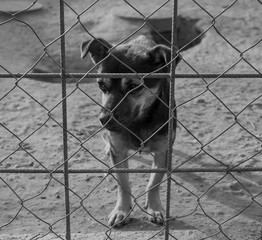 Sad Puppy in a Shelter