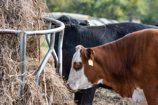 Braford And Angus At Round Bale Feeder