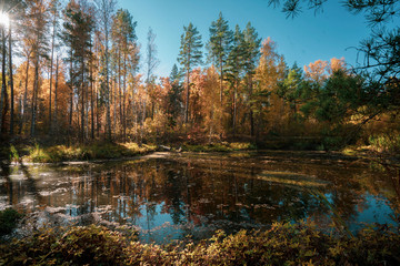 Forest lake, autumn landscape.