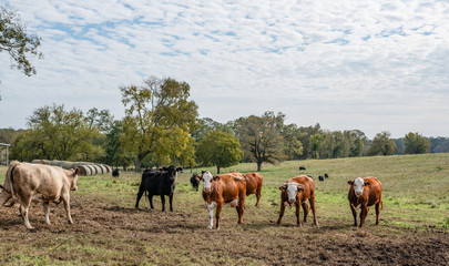 Obraz na płótnie Canvas Crossbred herd in pasture