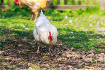  white poultry hen walks and pecks grain in the backyard of the farm in summer