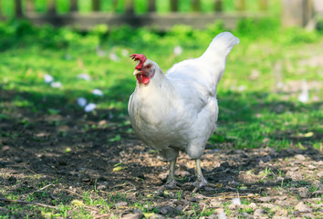 funny white poultry hen walks and pecks grain in the backyard of the farm in summer