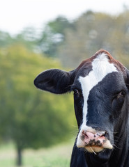 Portrait of black baldy cow face