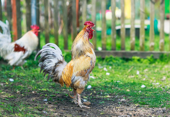  bright red rooster walking in yard of a farm in the summer and sings loudly in a Sunny morning