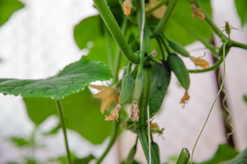 Young fresh cucumber seedling grown in open ground. cucumber plantations. The cultivation of...