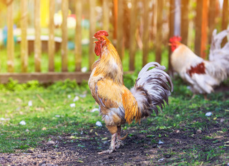 Naklejka na ściany i meble bright red rooster walking in yard of a farm in the summer and sings loudly in a Sunny morning